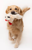 Multipet -  Lambchop