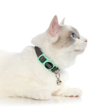 DOOG CAAT Nylon Cat Collar - Kitten