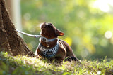 DOOG CAAT Harness & Leash Kit - ONE SIZE