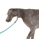 DOOG Neoprene Dog Leash (Neon)