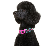 DOOG Neoprene Dog Collar (Neon)