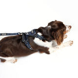 DOOG Neotech Harness (Solids)