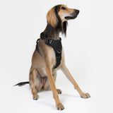 DOOG Neotech Harness (Solids)