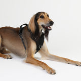 DOOG Neotech Harness (Solids)