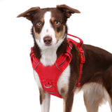 DOOG Neotech Harness (Solids)