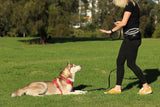 DOOG Treat & Training Pouch w/ Hinge Closure LARGE (Patterns)