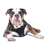 DOOG Neotech Harness (Neon)