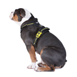 DOOG Neotech Harness (Neon)