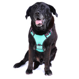 DOOG Neotech Harness (Neon)