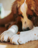 Healthybud Joint Booster (Beef)