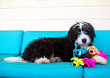 Multipet -  LOOfA Dog, The Original