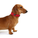 DOOG Neosport Neoprene Dog Collar (Solids)