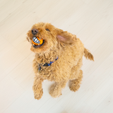 KONG GRINZ Puffer Fish