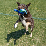 KONG Whirlz Throw Md/Lg