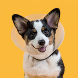 KVP CHECK™ E-Collar