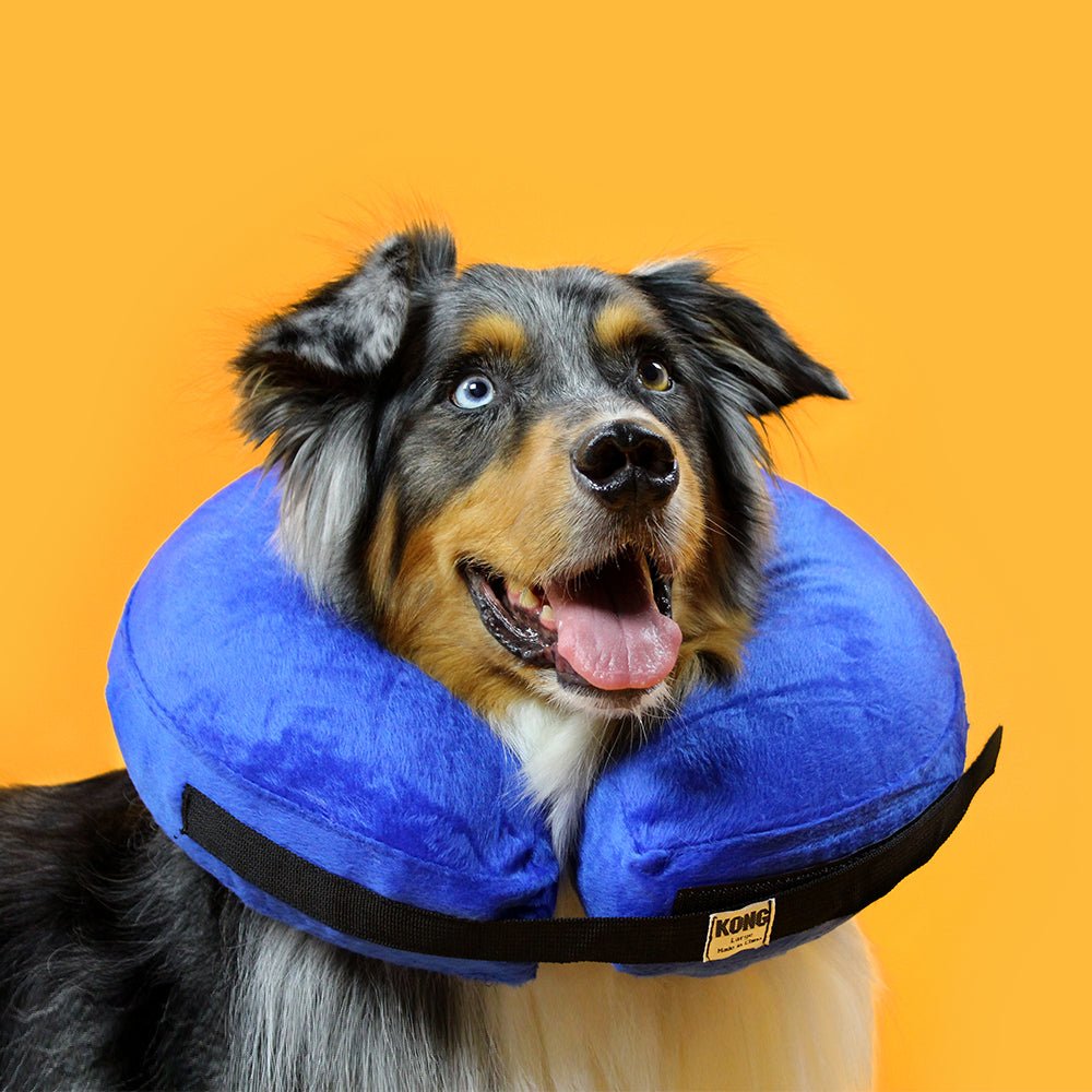 Inflatable Collar Kmart Dog Accessories Elizabethan Collar