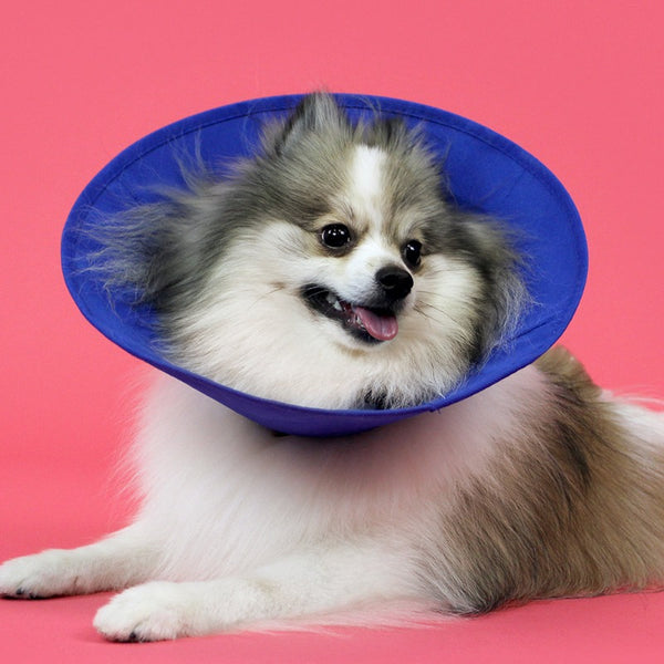 EZ Soft™ Dog E- Collar- Lightweight Soft Dog Cone – KVP International, Inc.